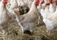Ptasia grypa - złagodzenie przepisów