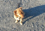 AKTUALIZACJA - Pies wrócił do właściciela