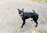 POSZUKIWANY WŁAŚCICIEL PSA