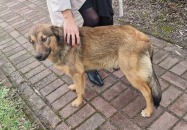 POSZUKIWANY WŁAŚCICIEL  BŁĄKAJĄCEGO SIĘ PSA