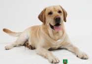 Program bezpłatnej sterylizacji/kastracji psów/kotów w roku 2024