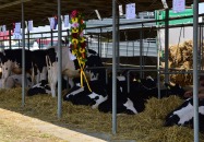 Wystawa Zwierząt Hodowlanych, Maszyn i Urządzeń Rolniczych na terenach wystawowych w Sitnie