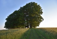 Ścieżkami pamięci na Wzgórze Polak