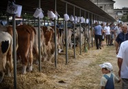 XXXIII Wystawa Zwierząt Hodowlanych, Maszyn i Urządzeń Rolniczych w Sitnie