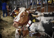 XXXIII Wystawa Zwierząt Hodowlanych, Maszyn i Urządzeń Rolniczych w Sitnie