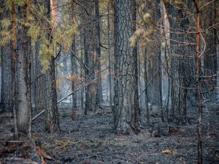 Gmina Tereszpol wspiera strażaków walczących z pożarem Puszczy Solskiej