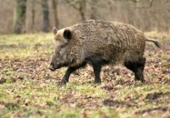 Koła Łowieckie na terenie Gminy Tereszpol