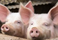 Informacja dla hodowców świń nt. znakowania