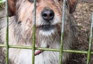 AKTUALIZACJA- PIESEK WRÓCIŁ DO WŁAŚCICIELA