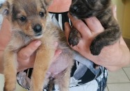 Podaruj im odrobine serca- Malutkie suczki znalezione w lesie 