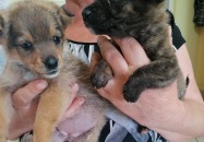 Podaruj im odrobine serca- Malutkie suczki znalezione w lesie 