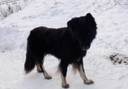 AKTUALIZACJA - Pies wrócił do właściciela 