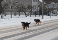 Czy ktoś poznaje psa?