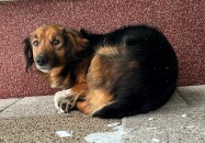 AKTUALIZACJA - PIES WRÓCIŁ DO WŁAŚCICIELA