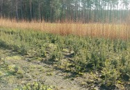 Narodowe Sadzenie Lasu 