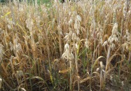 Szacowanie strat spowodowane suszą - informacja dla rolników 