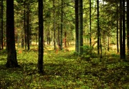 Roztoczański Park Narodowy