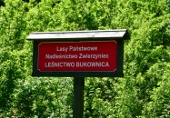 Lasy Państwowe - Panasówka